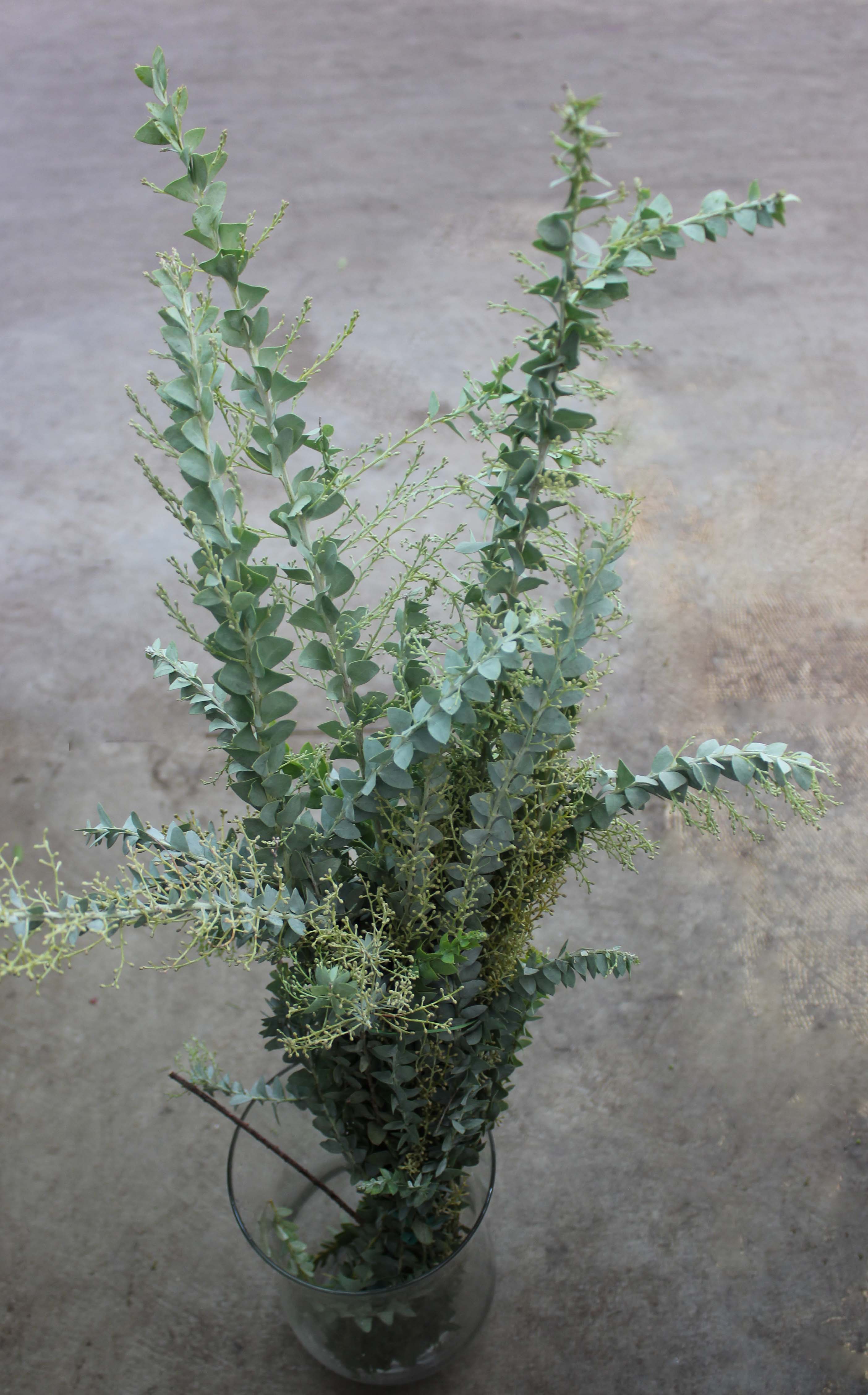 Acacia Knifeblade | Stevens and Son Wholesale Florist