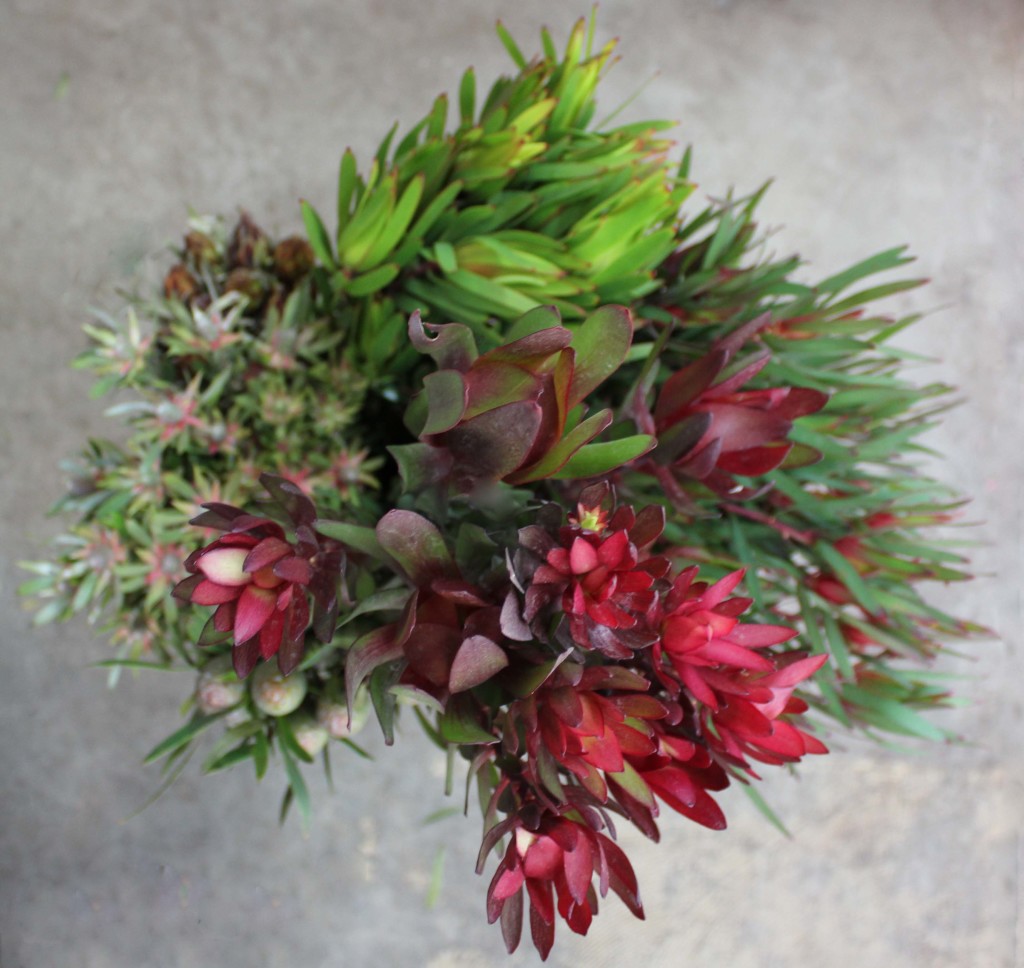 Leucadendron - Aerial - Photo Credit Allison Linder