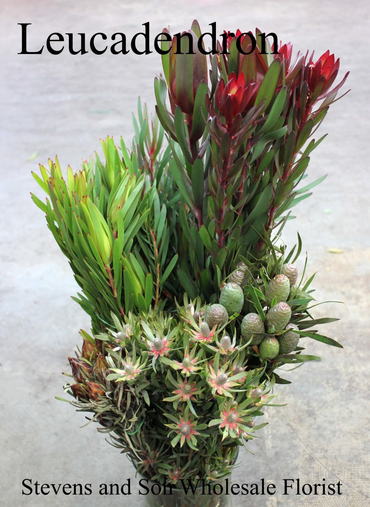 Leucadendron - Photo Credit Allison Linder
