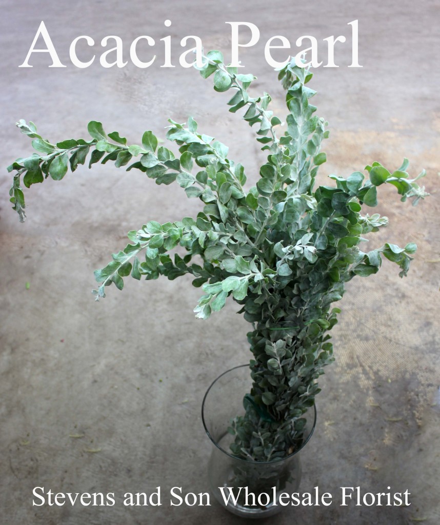 Pearl Acacia - Photo Credit Allison Linder