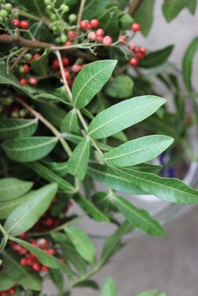 Pepperberry Upright - Leaf Detail - Photo Credit Allison Linder