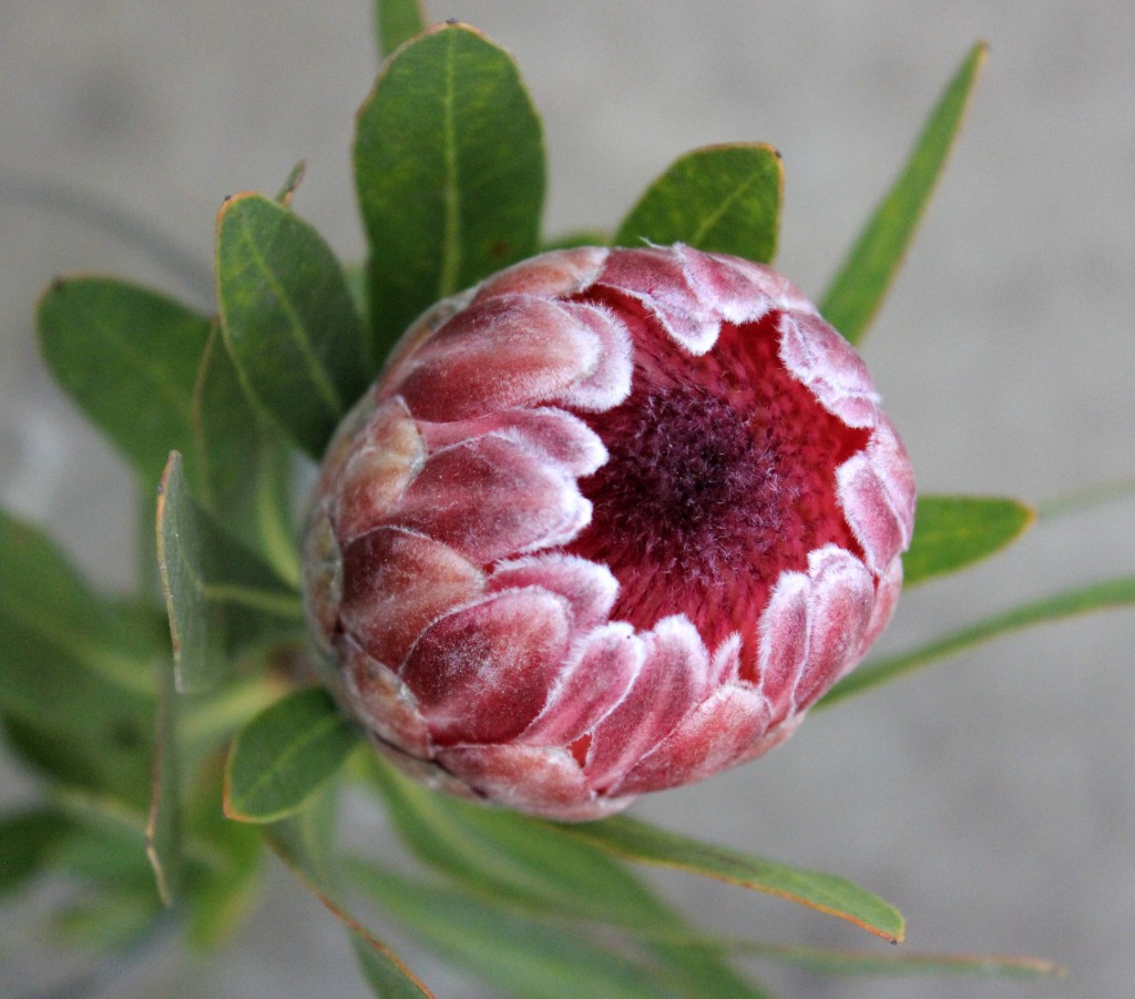 Pink Ice Protea - Aerial - Photo Credit Allison Linder