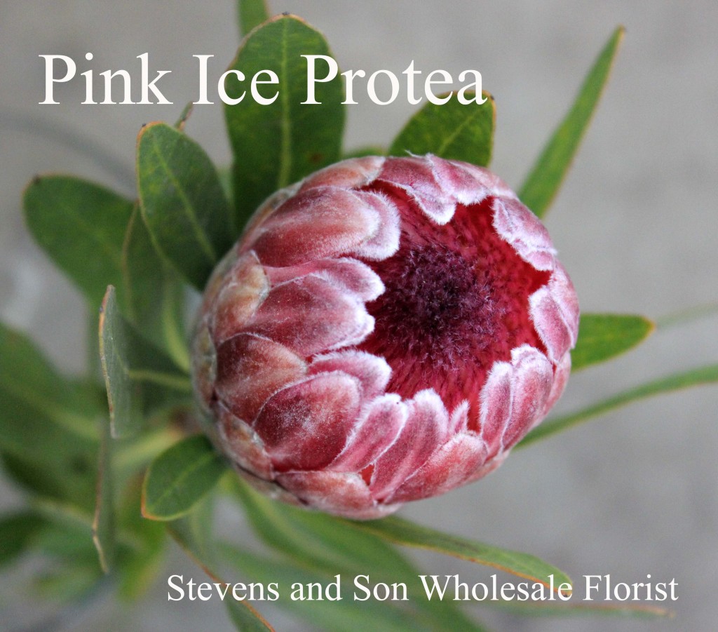 Pink Ice Protea - Photo Credit Allison Linder