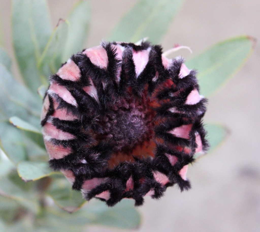 Pink Mink Protea Stevens and Son Wholesale Florist