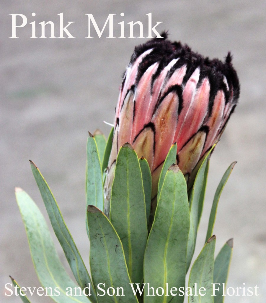 Pink Mink Protea - Photo Credit Allison Linder