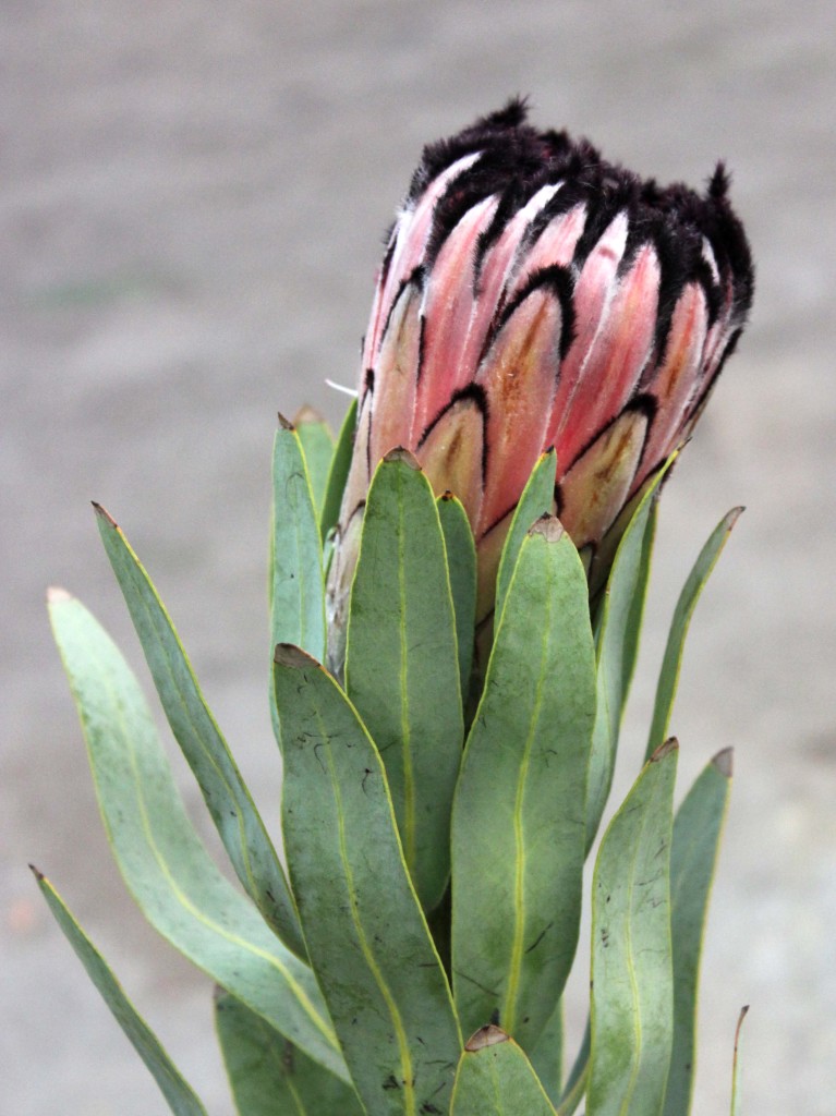 Pink Mink Protea Stevens and Son Wholesale Florist
