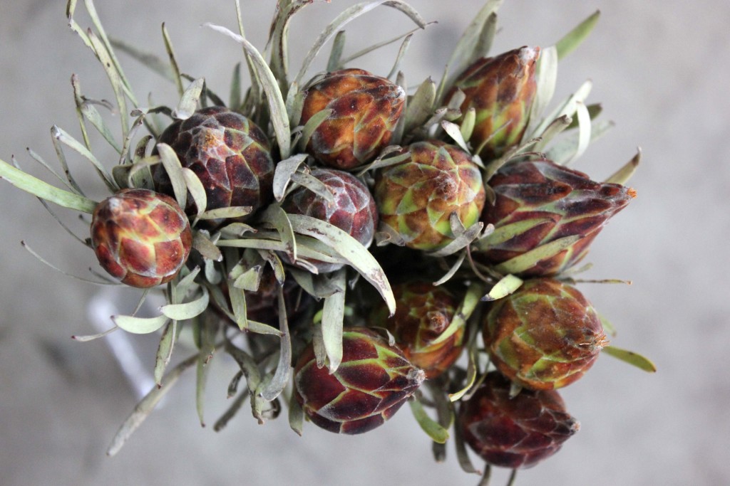 Plumosum Leucadendron - Aerial - Photo Credit Allison Linder