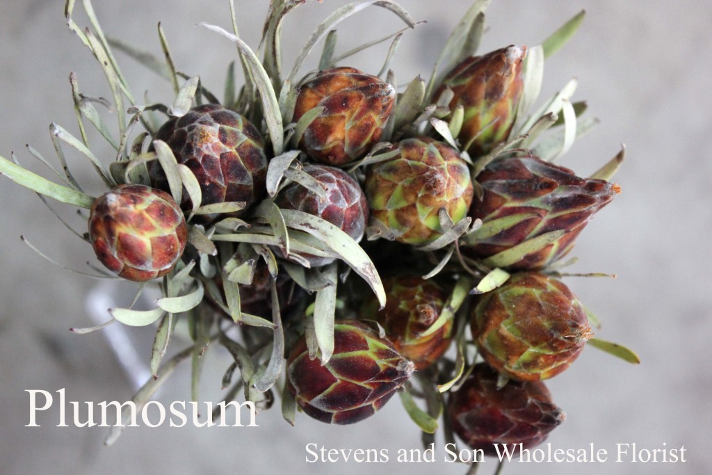 Plumosum Leucadendron - Photo Credit Allison Linder