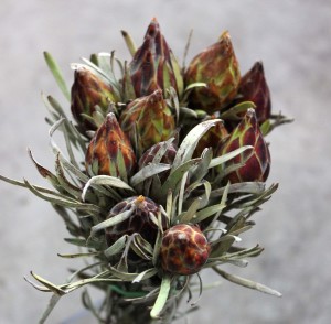 Plumosum Leucadendron - Side - Photo Credit Allison Linder