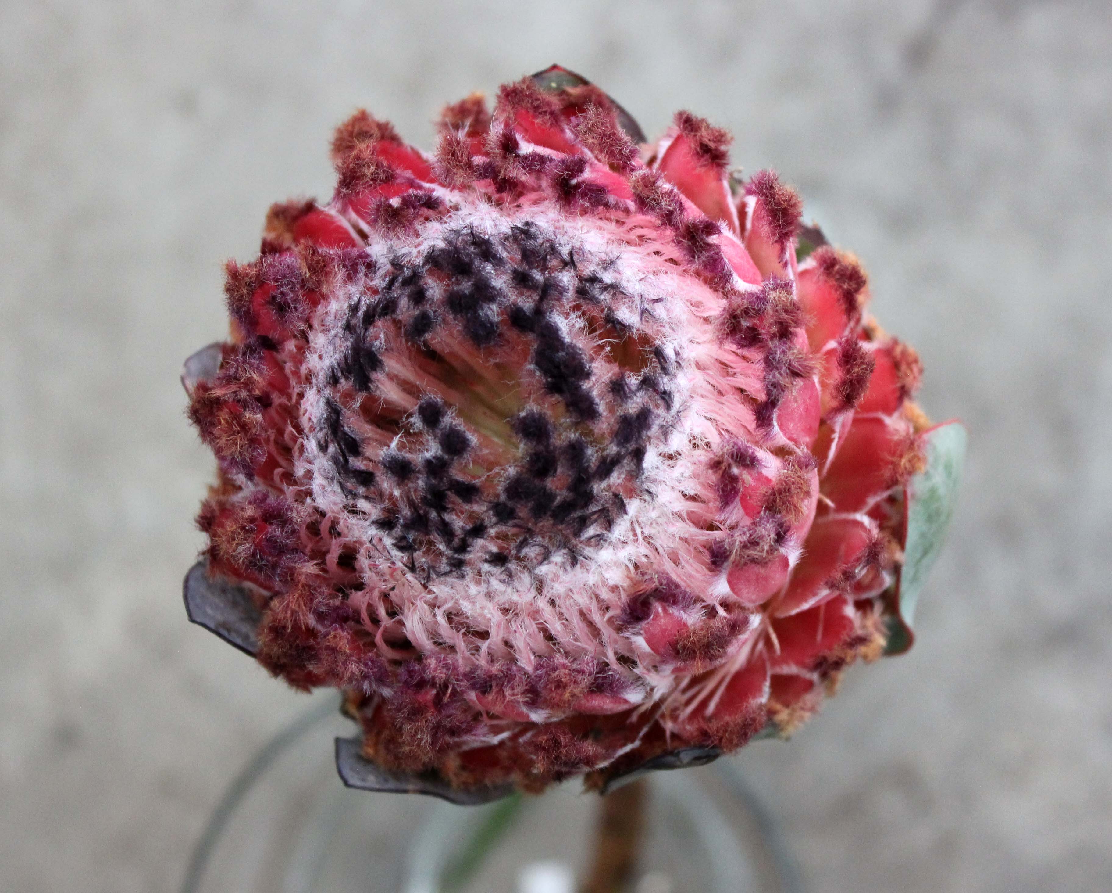 Queen Protea Stevens and Son Wholesale Florist