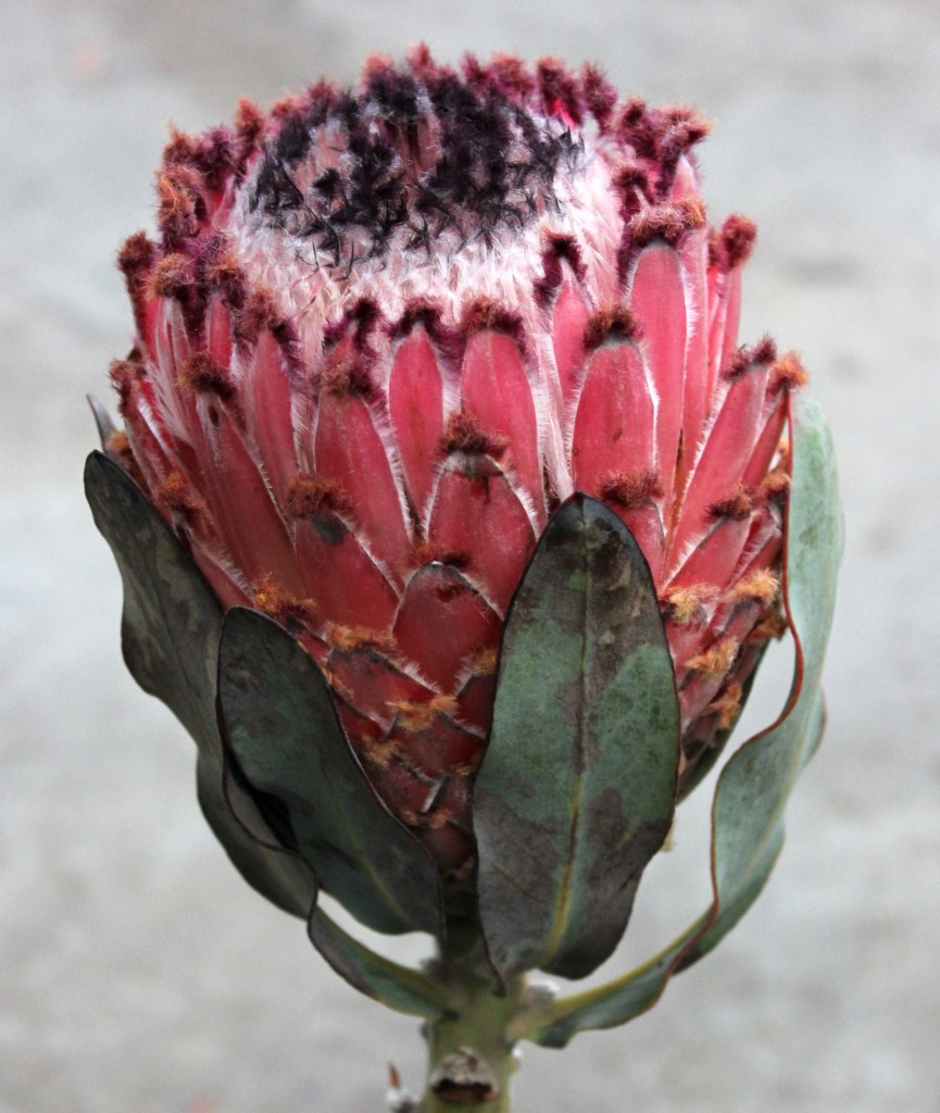 Queen Protea | Stevens and Son Wholesale Florist