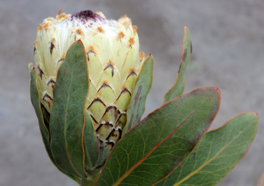 Queen Protea - White Side - Photo Credit Allison Linder
