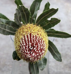 Raspberry Frost Banksia Protea - Aerial - Photo Credit Allison Linder
