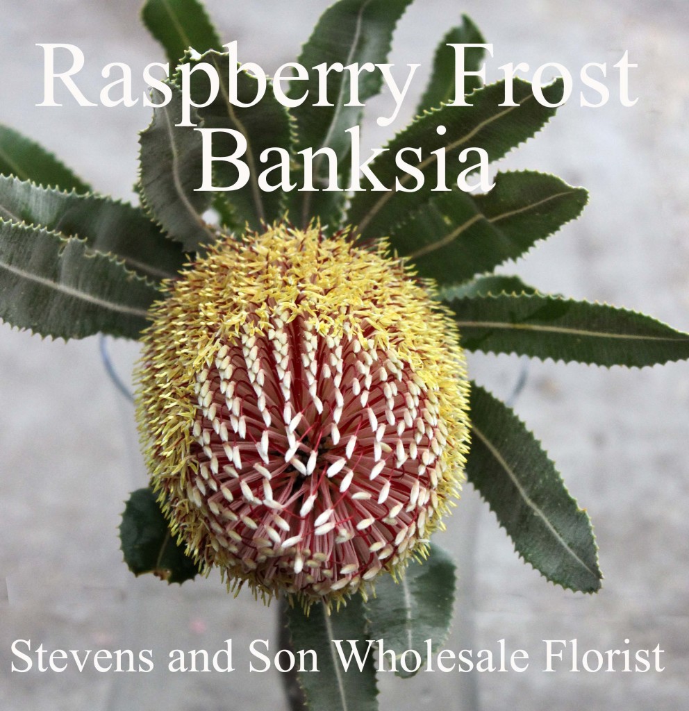 Raspberry Frost Banksia Protea - Photo Credit Allison Linder