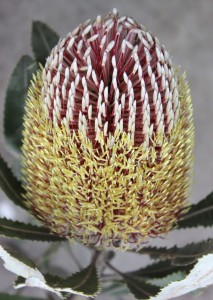 Raspberry Frost Banksia Protea - Side - Photo Credit Allison Linder