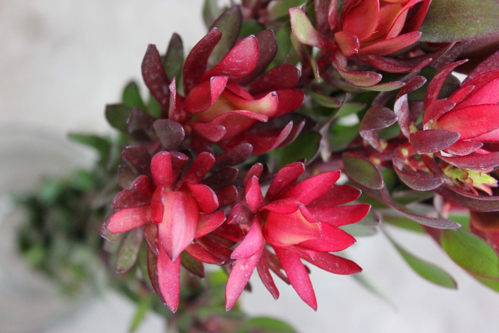 Safari Sunset Leucadendron - Aerial - Photo Credit Allison Linder