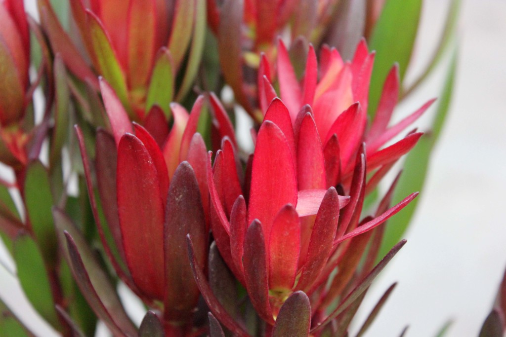 Safari Sunset Leucadendron - Detail - Photo Credit Allison Linder
