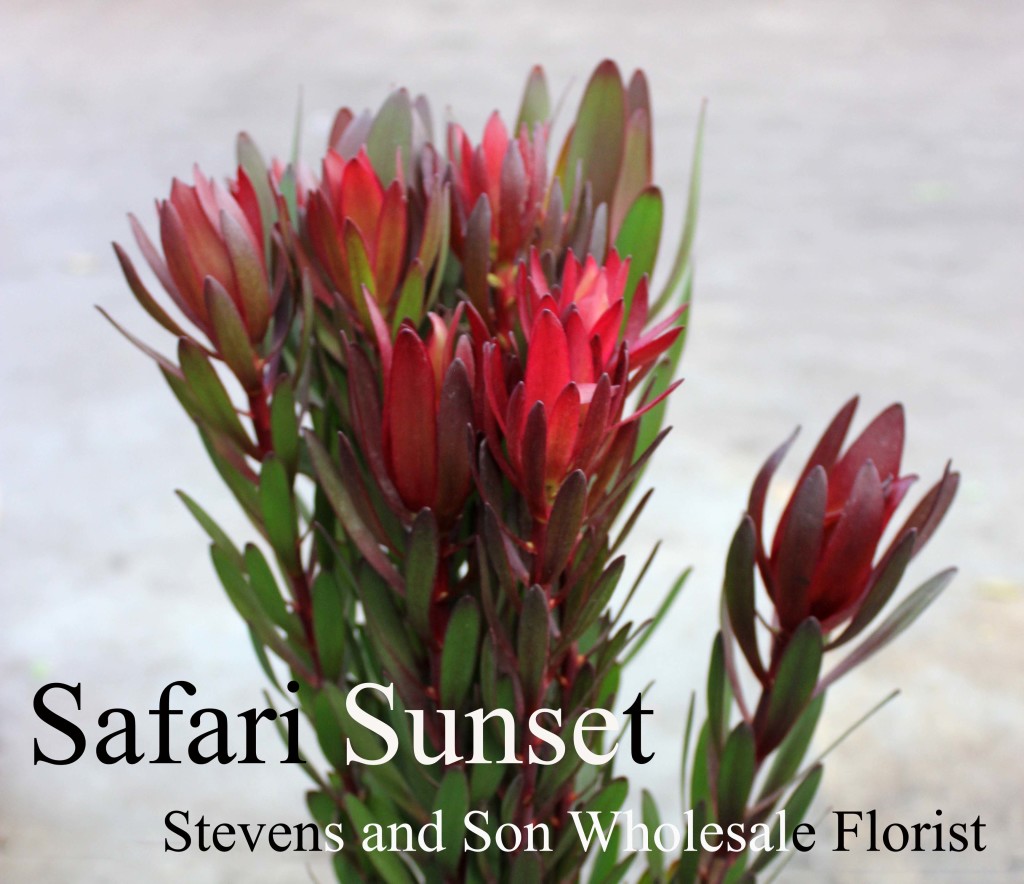 Safari Sunset Leucadendron - Photo Credit Allison Linder