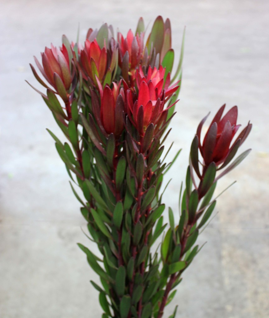Safari Sunset Leucadendron - Side - Photo Credit Allison Linder