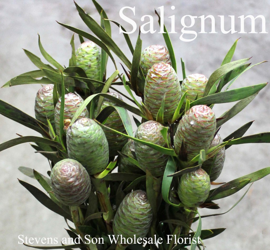 Salignum Coned Leucadendron - Photo Credit Allison Linder