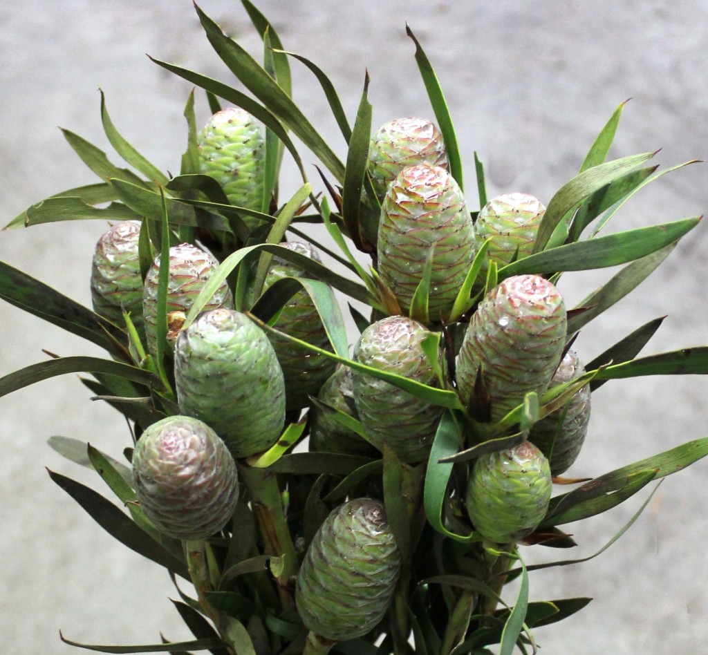 Salignum Coned Leucadendron - Side - Photo Credit Allison Linder