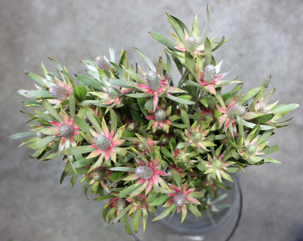 Star Pearl Leucadendron - Aerial - Photo Credit Allison Linder