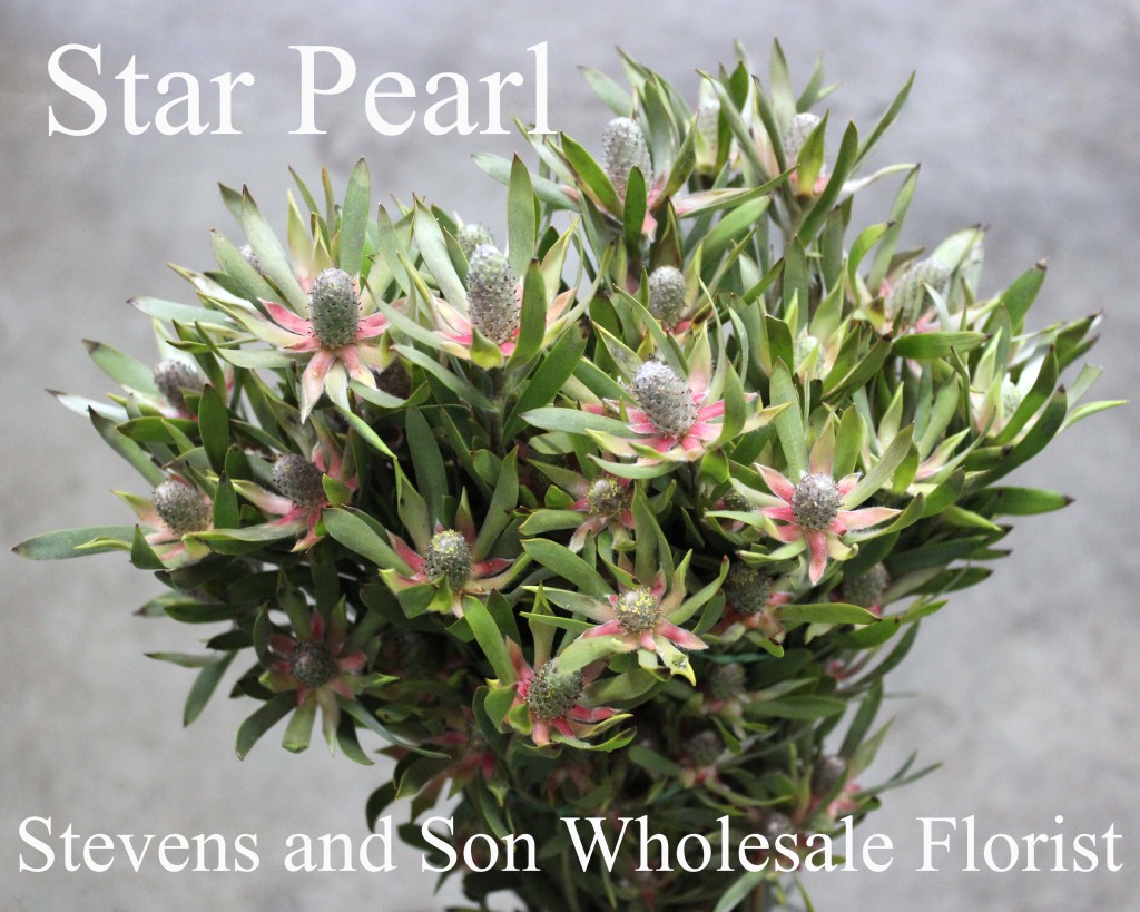 Star Pearl Leucadendron - Photo Credit Allison Linder