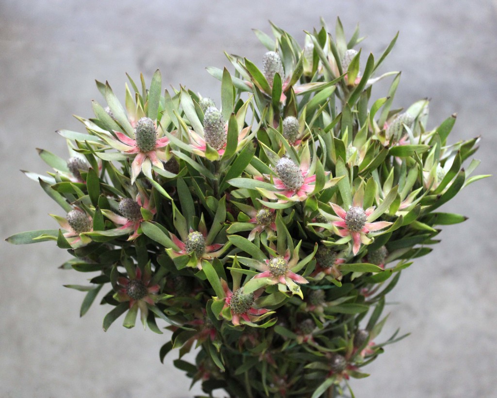 Star Pearl Leucadendron - Side - Photo Credit Allison Linder