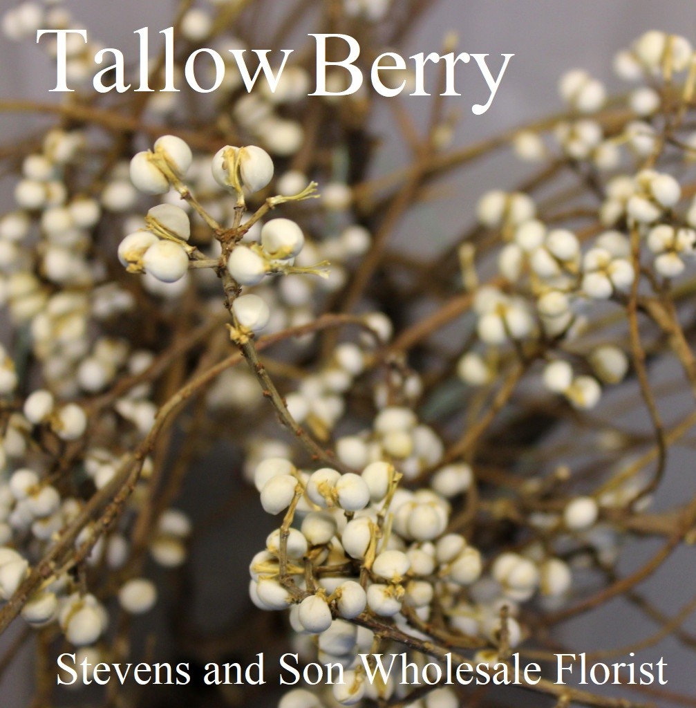 Tallow-Berry-1007x1024