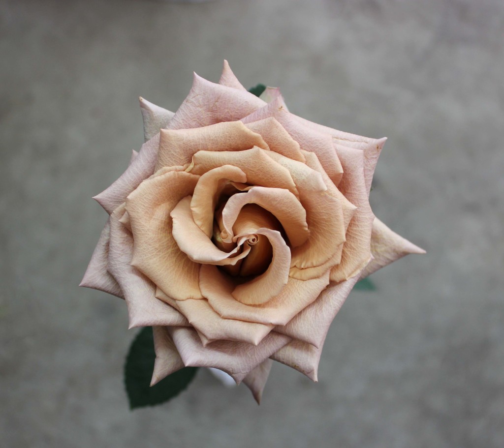 Toffee Stevens and Son Wholesale Florist