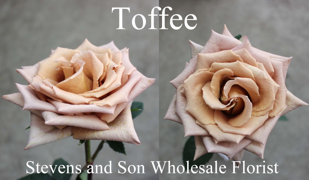 Toffee - Photo Credit Allison Linder