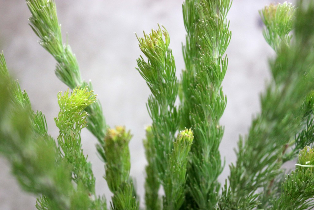 Wolly Bush - Detail 2 - Photo Credit Allison Linder