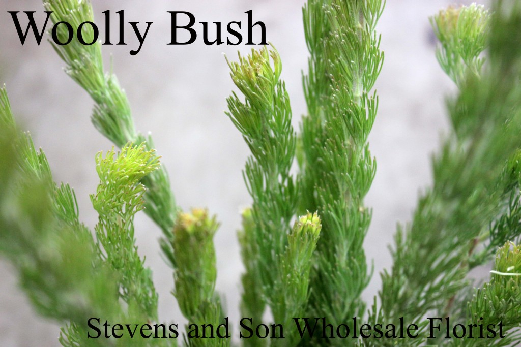 Wolly Bush - Photo Credit Allison Linder