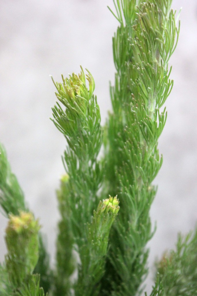 Woolly Bush Stevens and Son Wholesale Florist