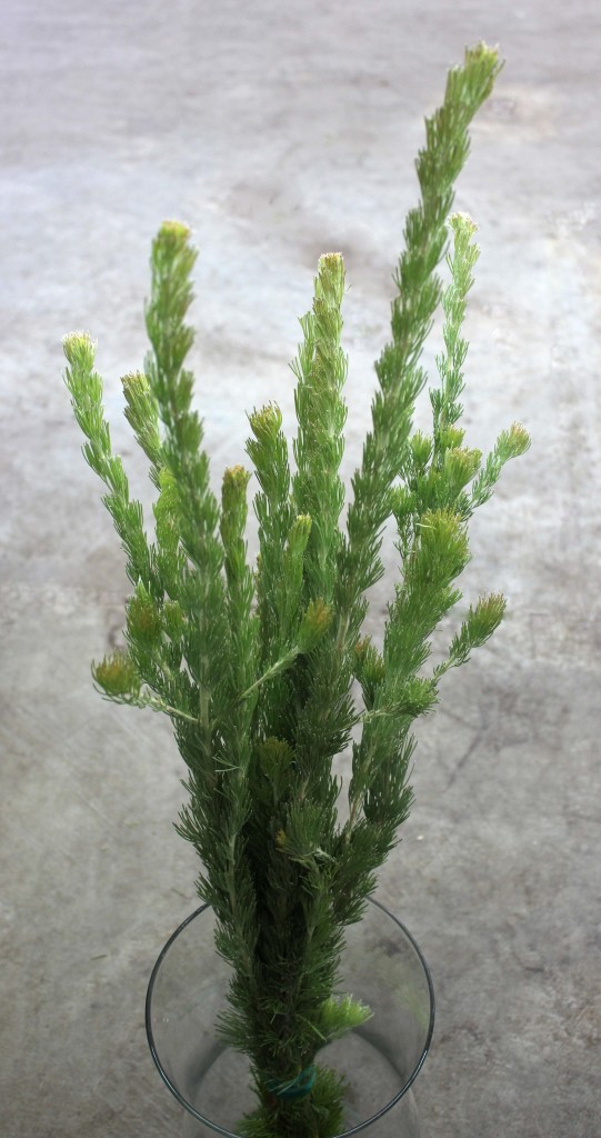 Woolly Bush - Side - Photo Credit Allison Linder