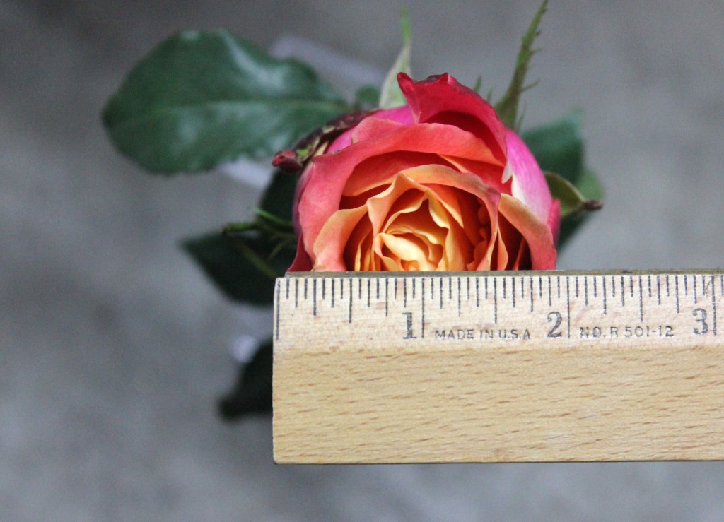 3D - Measured - Photo Credit Allison Linder