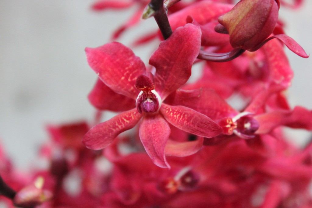 Amizah Orchids - Detail - Photo Credit Allison Linder
