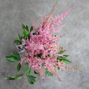 Astilbe Med Pink - Aerial - Photo Credit Allison Linder