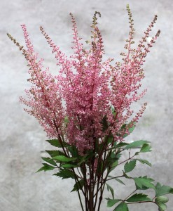 Astilbe Med Pink - Side - Photo Credit Allison Linder
