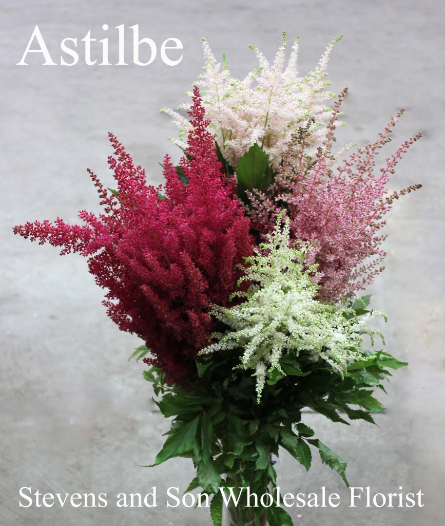 Astilbe - Photo Credit Allison Linder