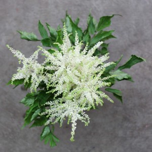 Astilbe White - Aerial - Photo Credit Allison Linder