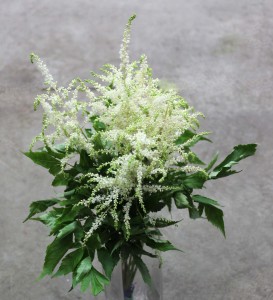 Astilbe White - Side - Photo Credit Allison Linder