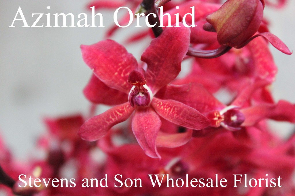 Azimah Orchids - Photo Credit Allison Linder