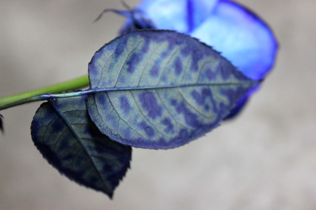 Blue Rose - Detail - Photo Credit Allison Linder