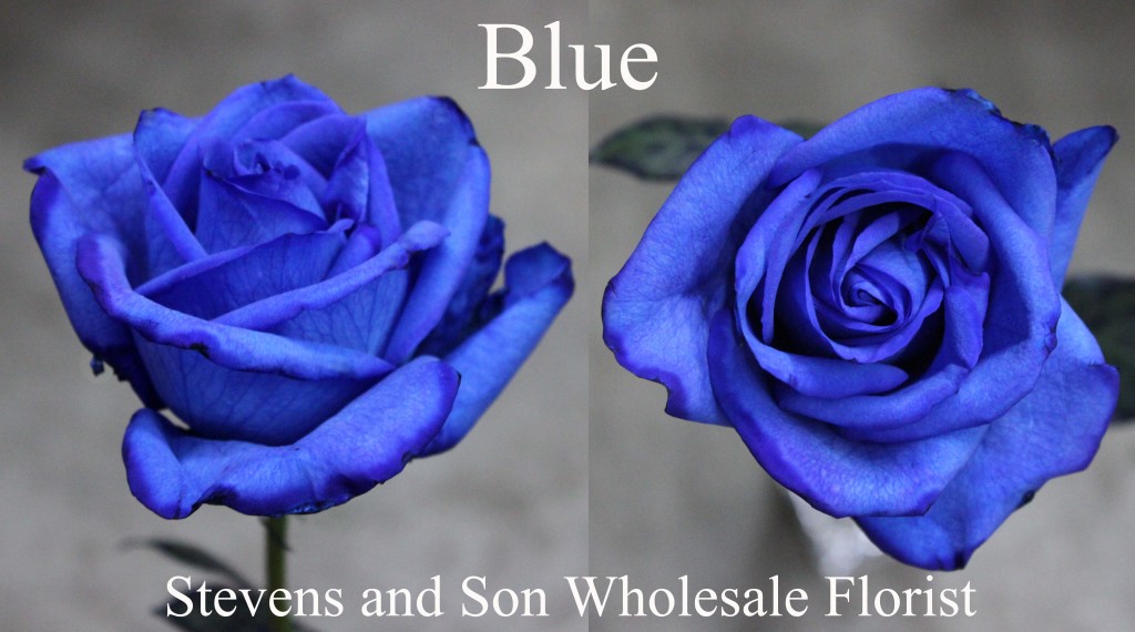 Blue Tinted Roses - Photo Credit Allison Linder
