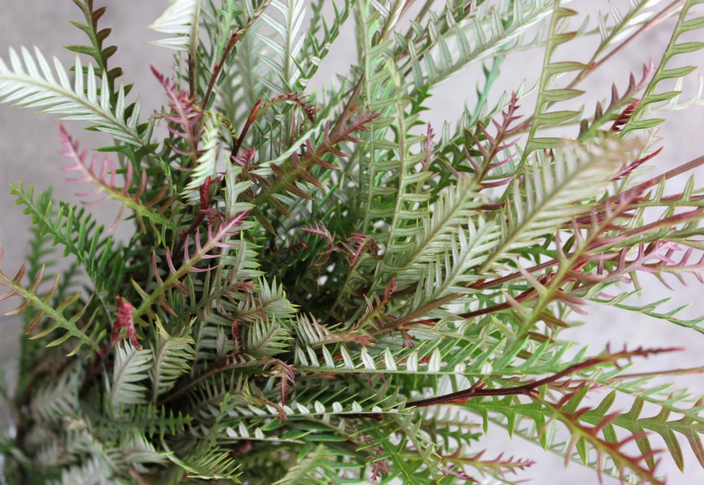 Grevillea Ivanhoe - Aerial - Photo Credit Allison Linder