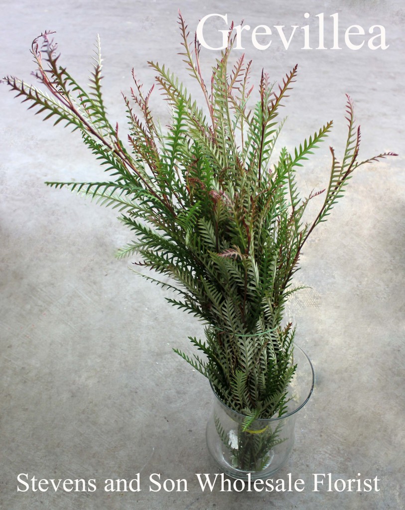 Grevillea Ivanhoe - Photo Credit Allison Linder