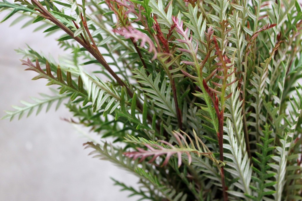 Grevillea Ivanhoe - Side - Photo Credit Allison Linder