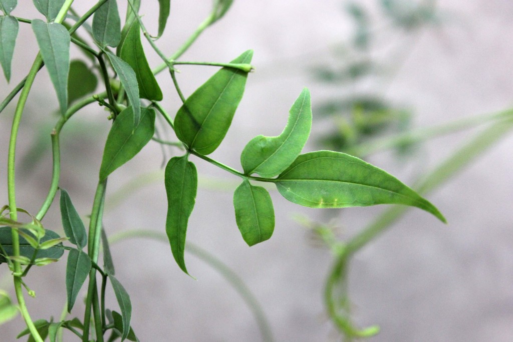 Jasmine - Detail - Photo credit Allison Linder