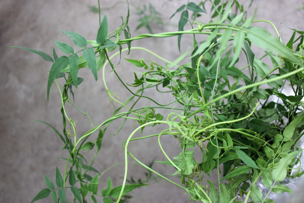 Jasmine - Green - Photo Credit Allison Linder